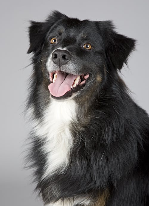 Pet Food Container Discounts