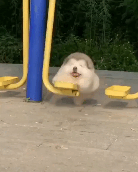 ssstwitter-com-1712594620492.gif
