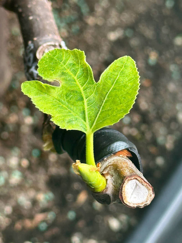 figs-860.jpg