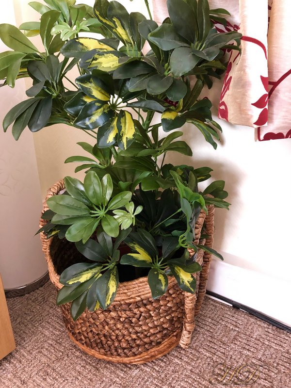 Room-Plant-HD.jpg