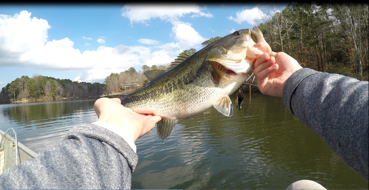 fat-healthy-3-on-spinnerbait-b.png
