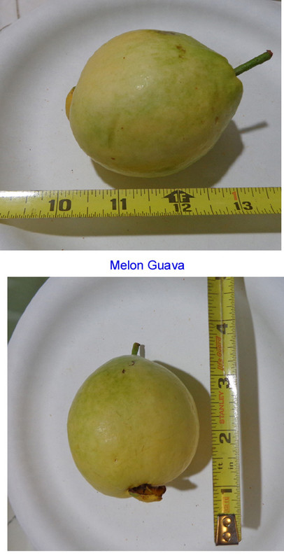Guava-Melon-pic4