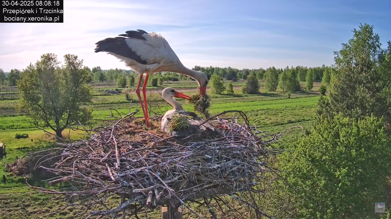 30042025bociany_15