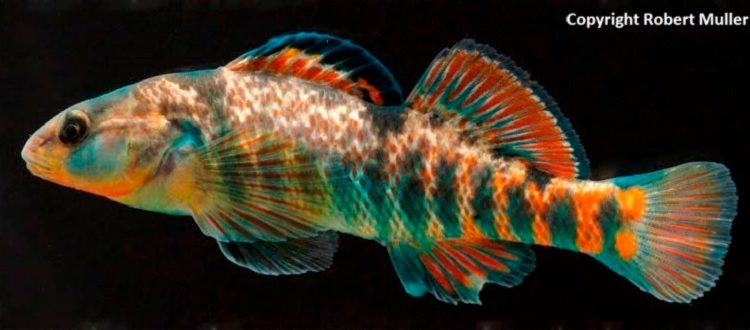 Rainbow_Darter_Robert_Muller-750x330