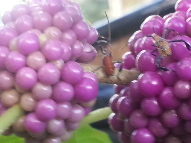 wierdbug