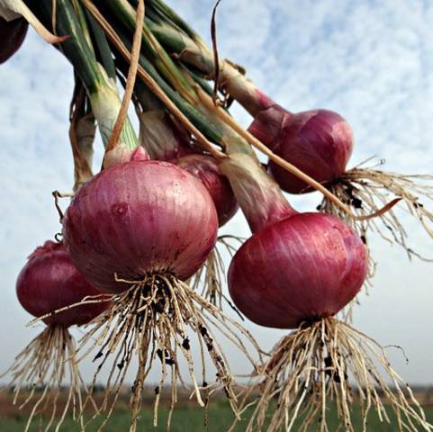 Akar bawang merah