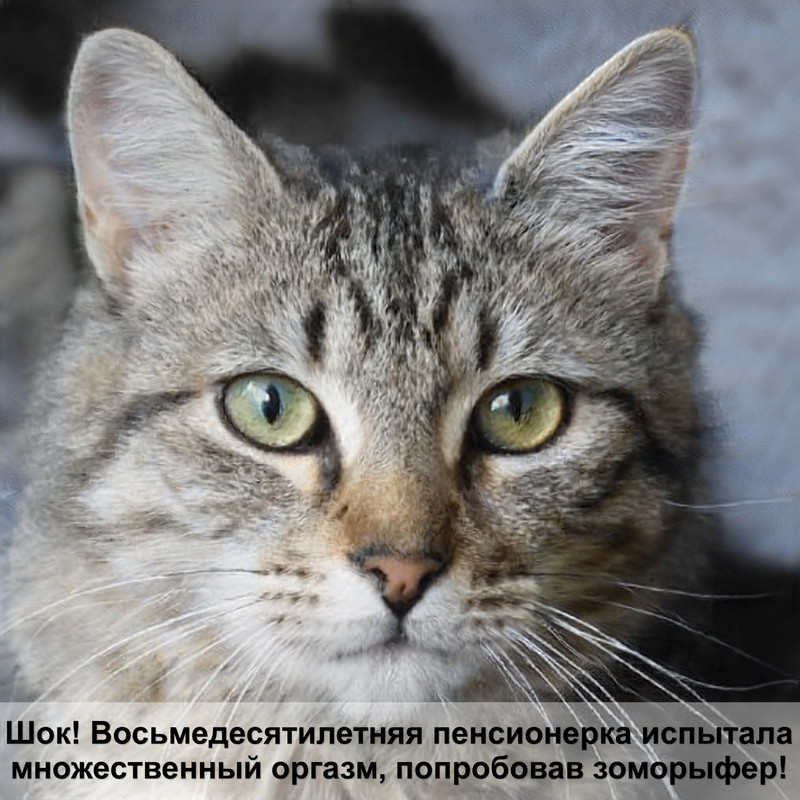 как называется порода лысых кошек