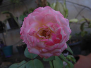 2.3.pinky and rosy III