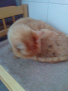 Злата в начале жизни у нас (8)