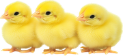 MVDEgg-Hunt-Pack-P4-S-15