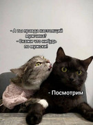 58f90509772436aac47eedc48a283d08-(1).jpg