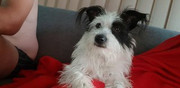 Pepper-Van-der-Westhuizen