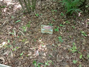 Arroceros-Forest-Park-Manila-Bagras20260715-141133