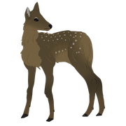 Baby_Elk