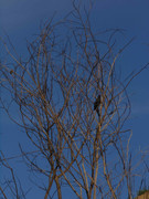 41.3.birds chilling III