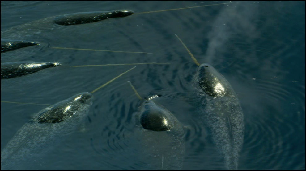 [Image: kzdap4v6c0w4.png]