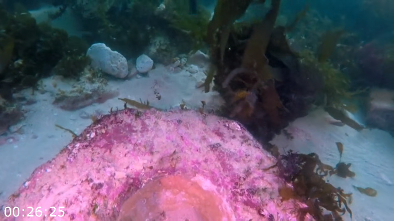 [Image: 81g8y8xvzjiy.png]