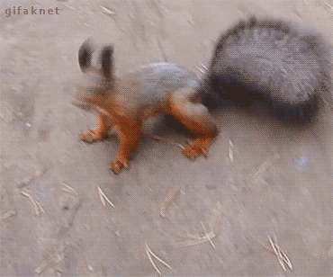https://i.postimg.cc/Vk0Qb8j5/UID2537593-1654571115-75-1.gif
