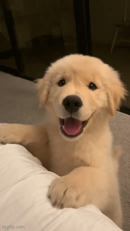 IMG-1937.gif