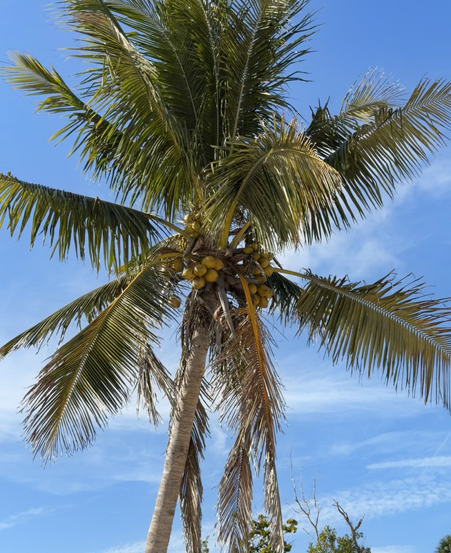 [Image: Sanibel-Light-House9.png]