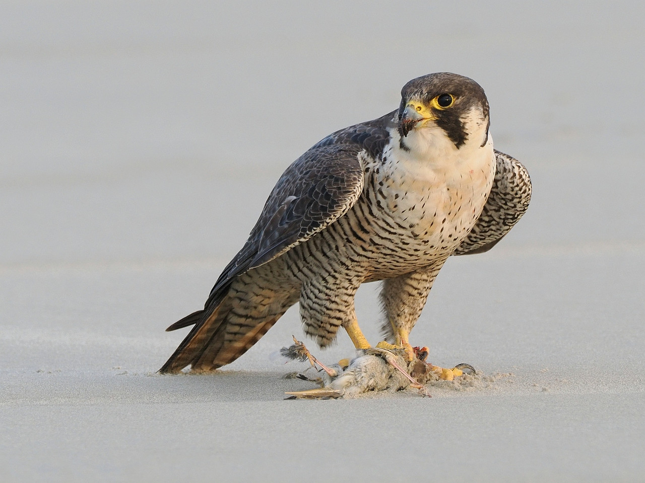 Slechtvalk op het strand van Terschelling.