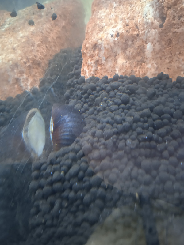 16806057952171544571819080259634