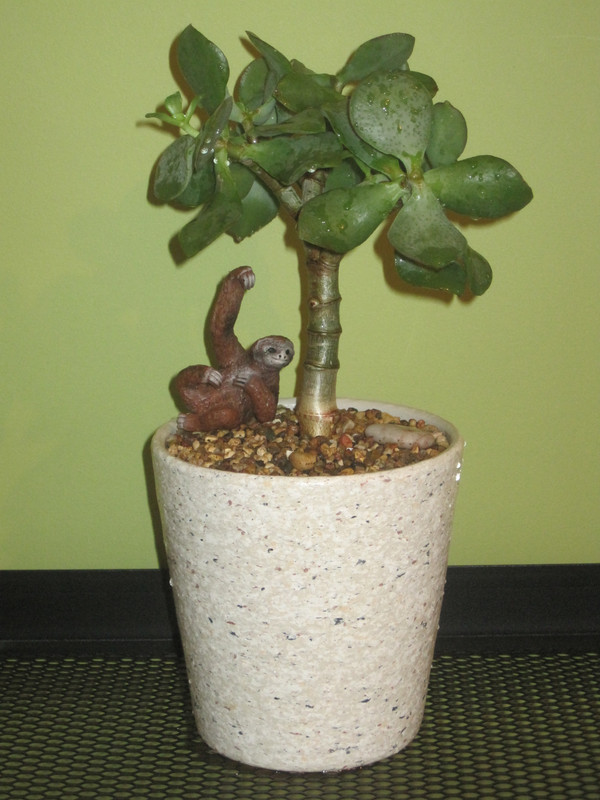 Ундулатифолия после полива 1 февраля 2023 г