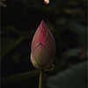 Asia-1