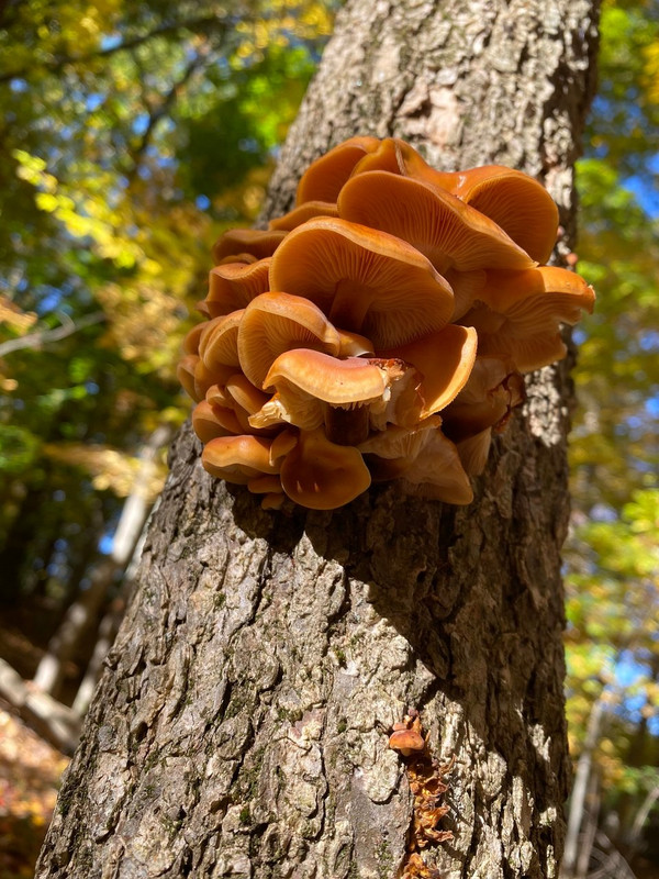 Spring Edible mushroom thread, share you mushroom pictures - Spring ...