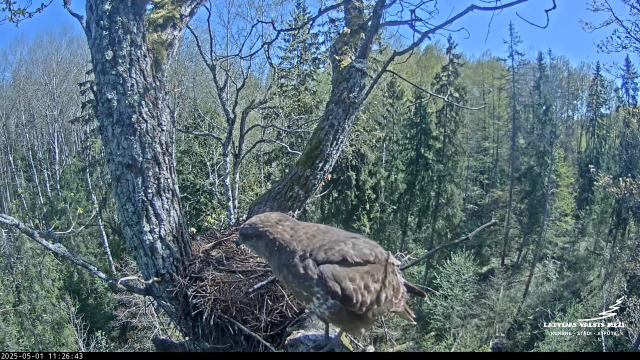 LVM mazais ērglis Lisiņa, ozols2 – Lesser Spotted Eagle 2-26-20 screenshot