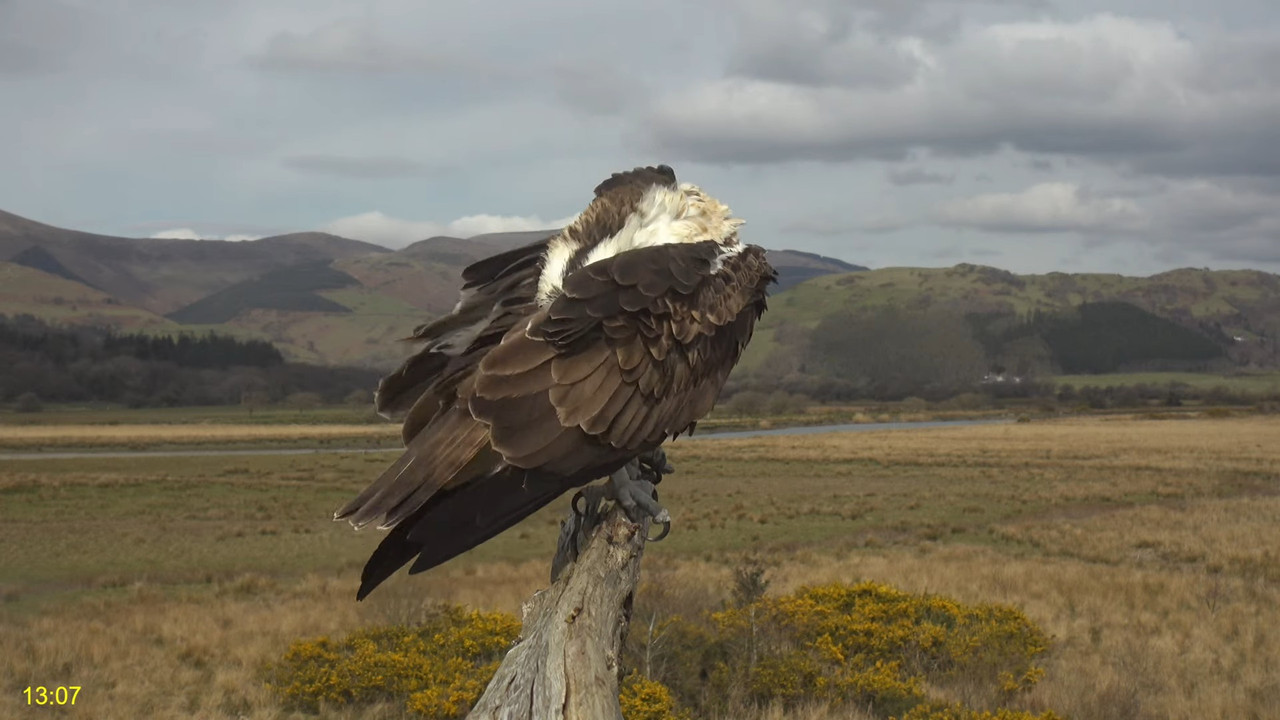 🦅 Dyfi Osprey projekts (VELSA)_ 2025. gada TIEŠRAIDE 4K kvalitātē 🦅 12-41-12 screenshot