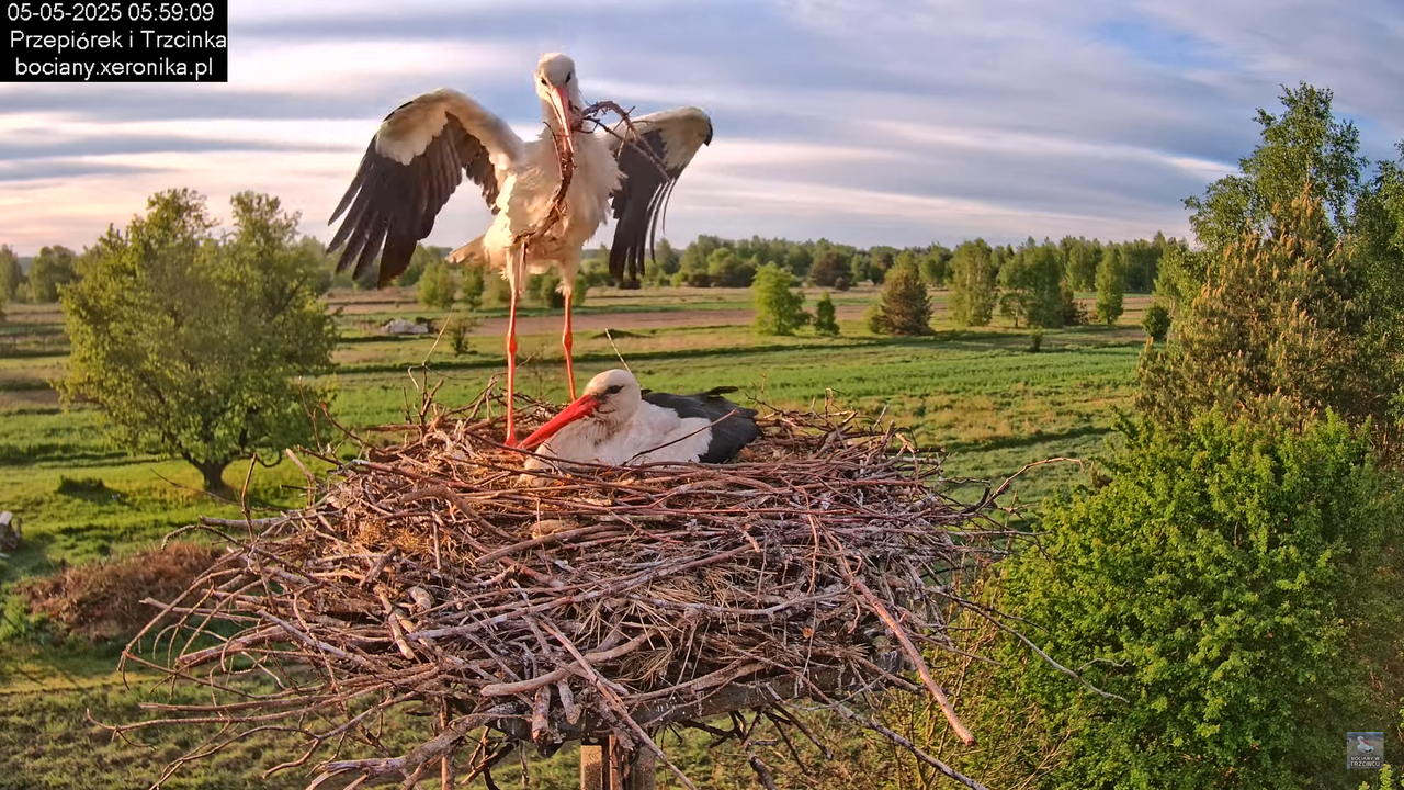05052025bociany5