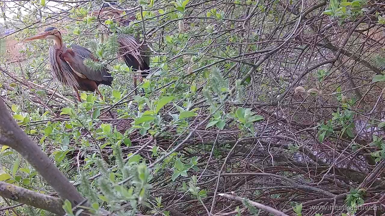 snapshot 2026 04 18T131153 961