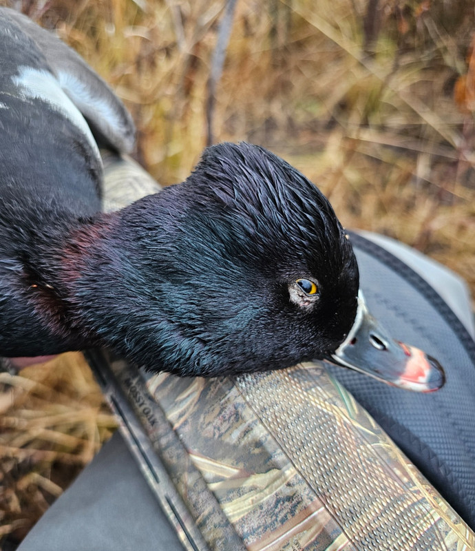 Screenshot_20240129_211957_Gallery