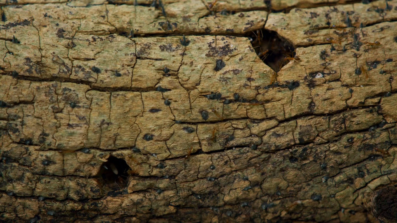 Planet Earth II S01E01 Islands (1080p x265 10bit Tigole).mkv_sna
