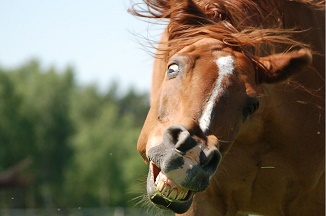 СмішнийКінь