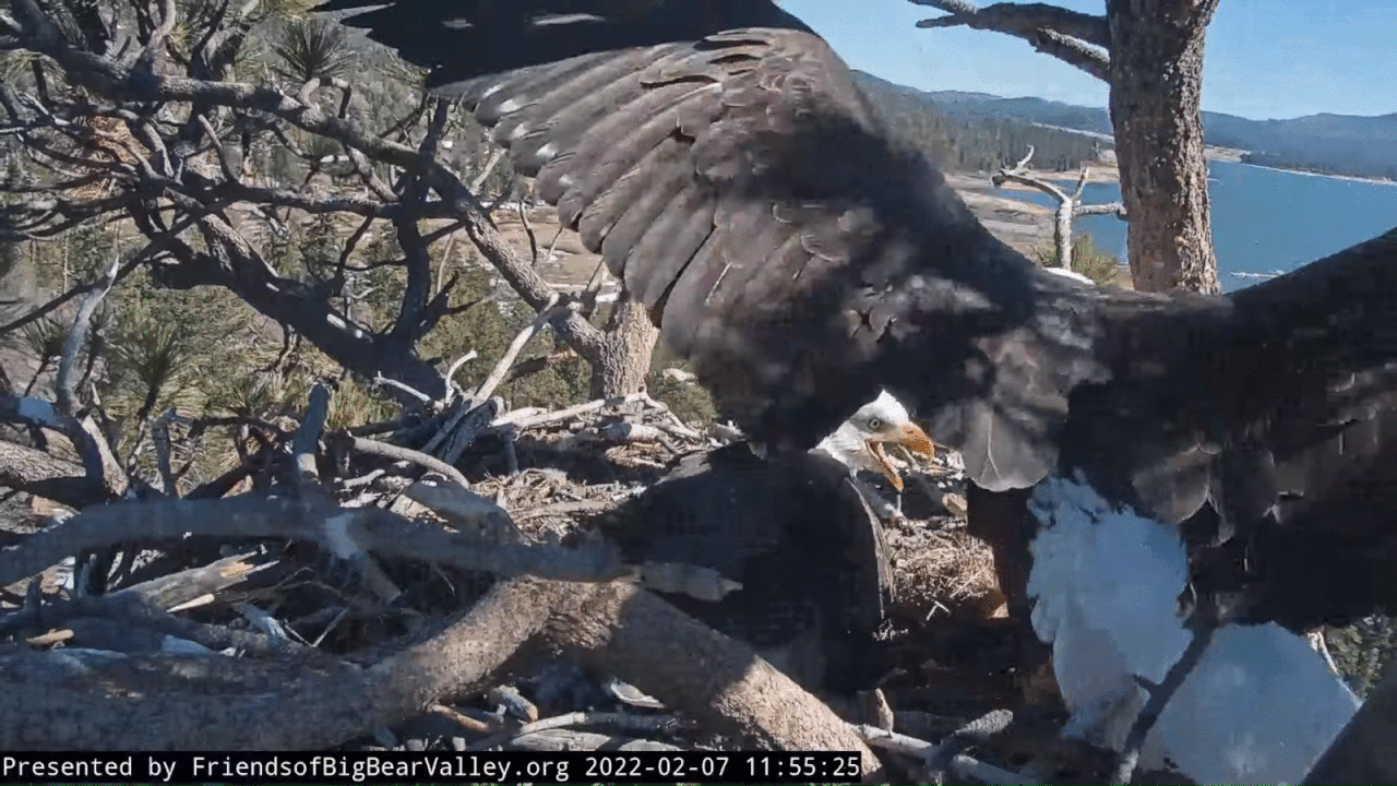 Webp.net-gifmaker (2)