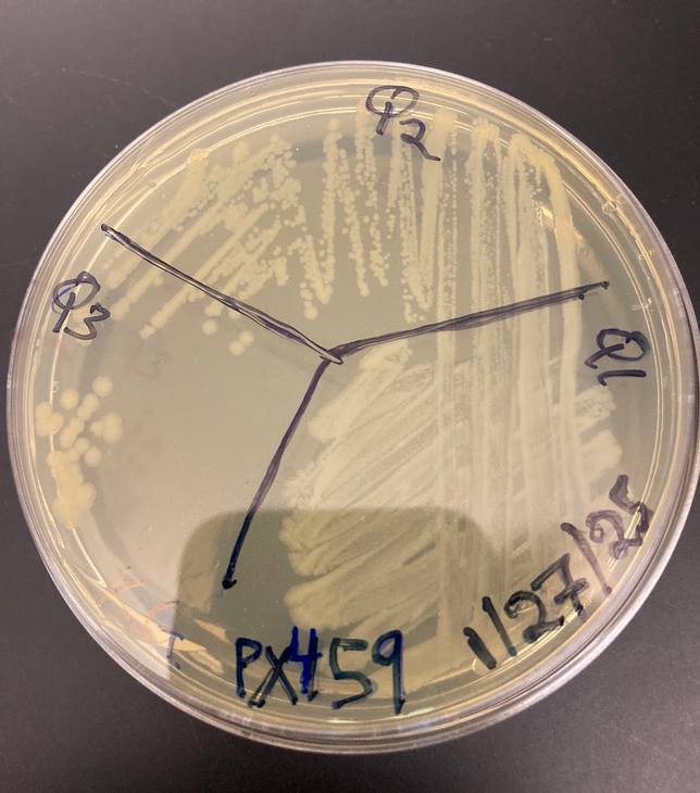 E coli stock - 3 Q streak technique (Feb 2025)
