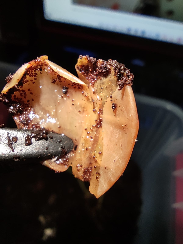 WhatsApp Image 2020-09-25 at 21.29.52(3)