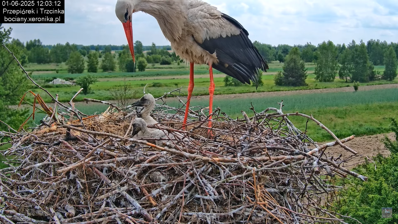 01062025bociany25