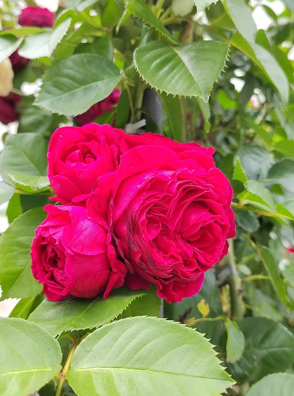 https://i.postimg.cc/Vk9CBnd0/76-IMG-20250706-161228.jpg