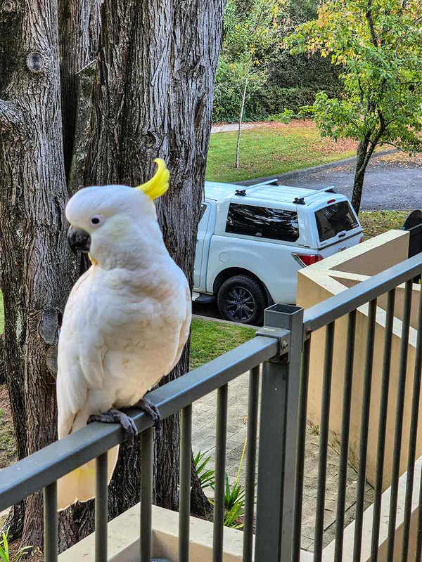 Cockatoo