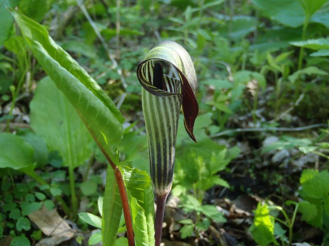 P5125537