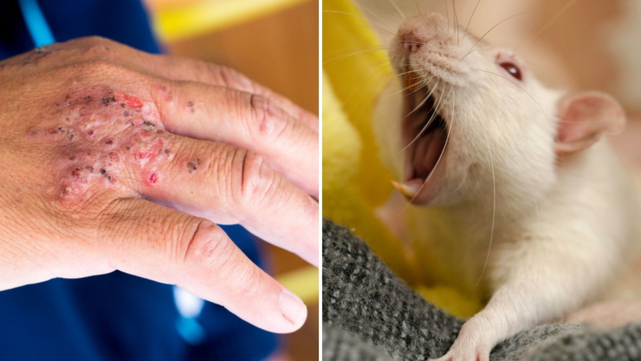 Ratón es captado comiendo pastel y se hace viral en redes sociales