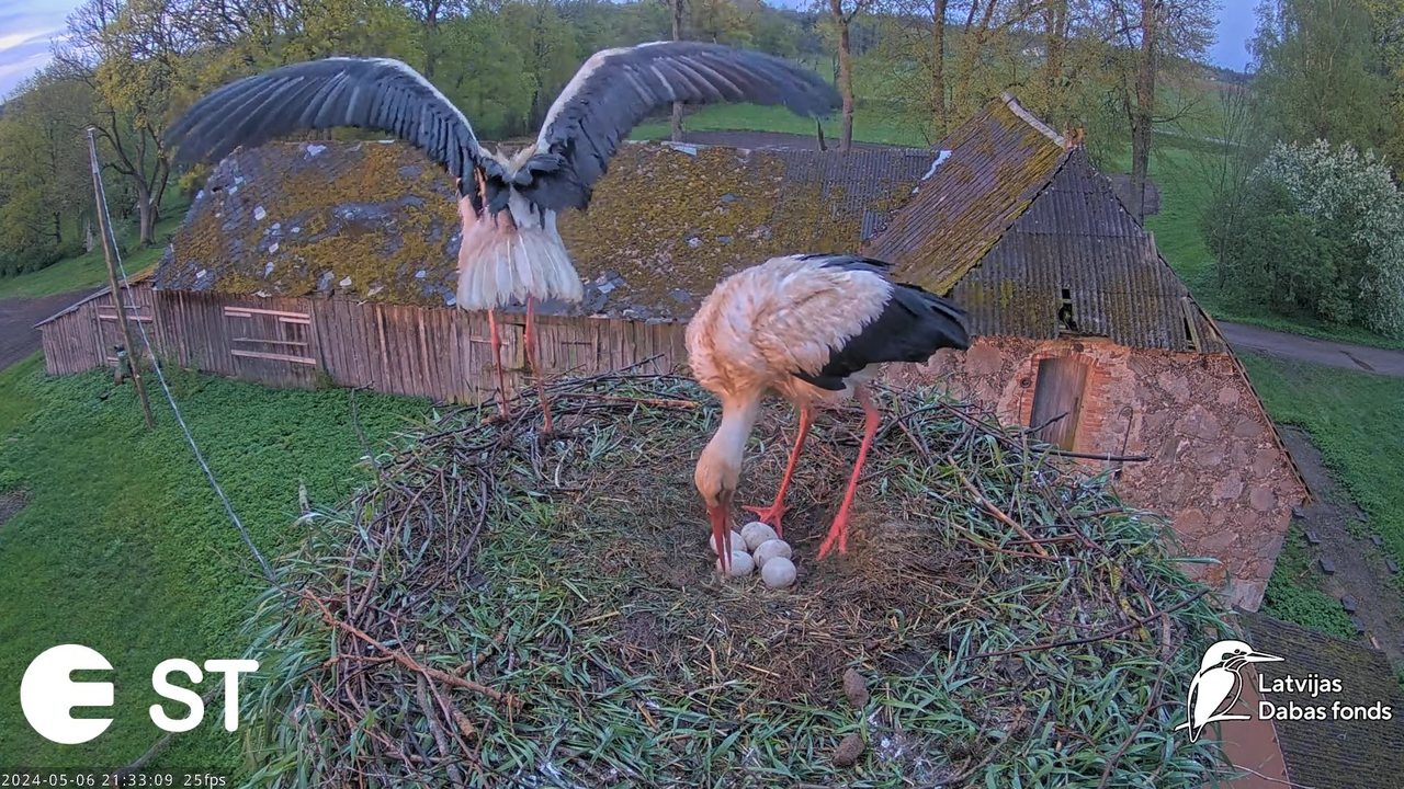 Baltie stārķi (Ciconia ciconia) Tukuma novadā - LDF tiešraide __ White storks in Tukums, Latvia 12-5