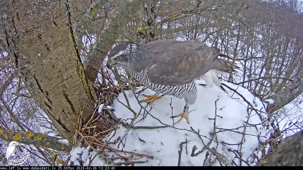 Vistu vanags (Accipiter gentilis) Rīgā - LDF tiešraide __ Goshawks, Riga, Latvia 12-46-40 screenshot