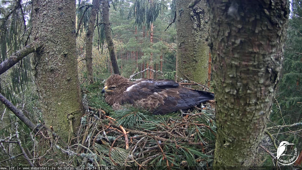 Mazais ērglis (Clanga pomarina), ligzda eglē __ Lesser spotted eagle in spruce, Zemgale, Latvia 13-1