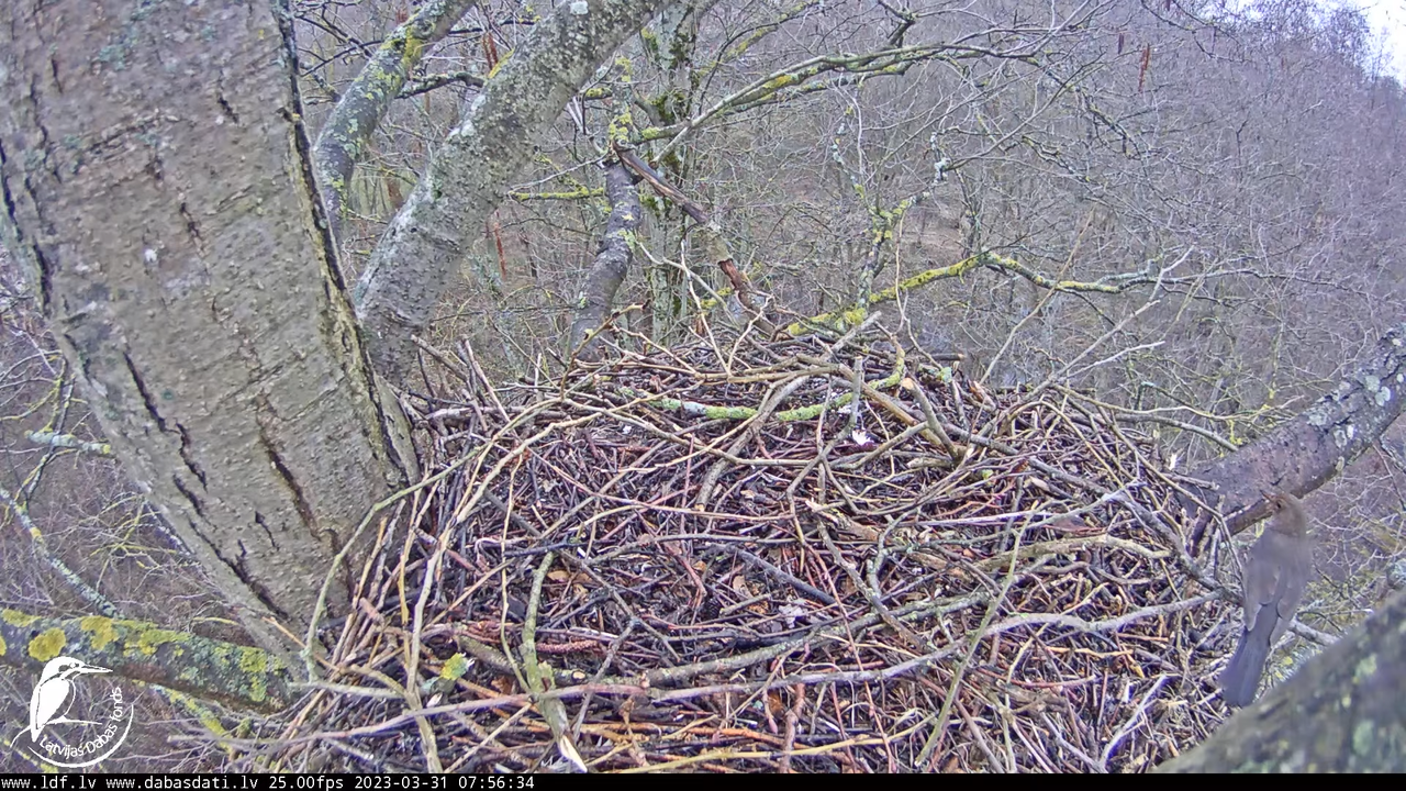 Vistu vanags (Accipiter gentilis) Rīgā - LDF tiešraide __ Goshawks, Riga, Latvia 1-18-10 screenshot
