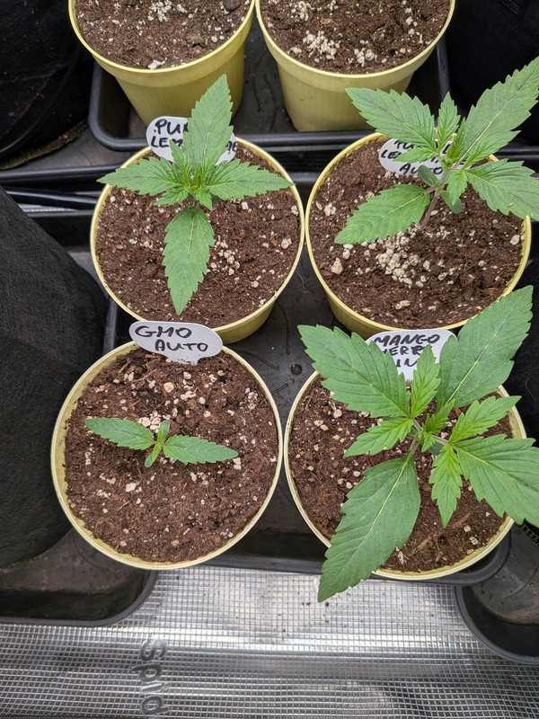 PXL 20260928 101550669 MP
