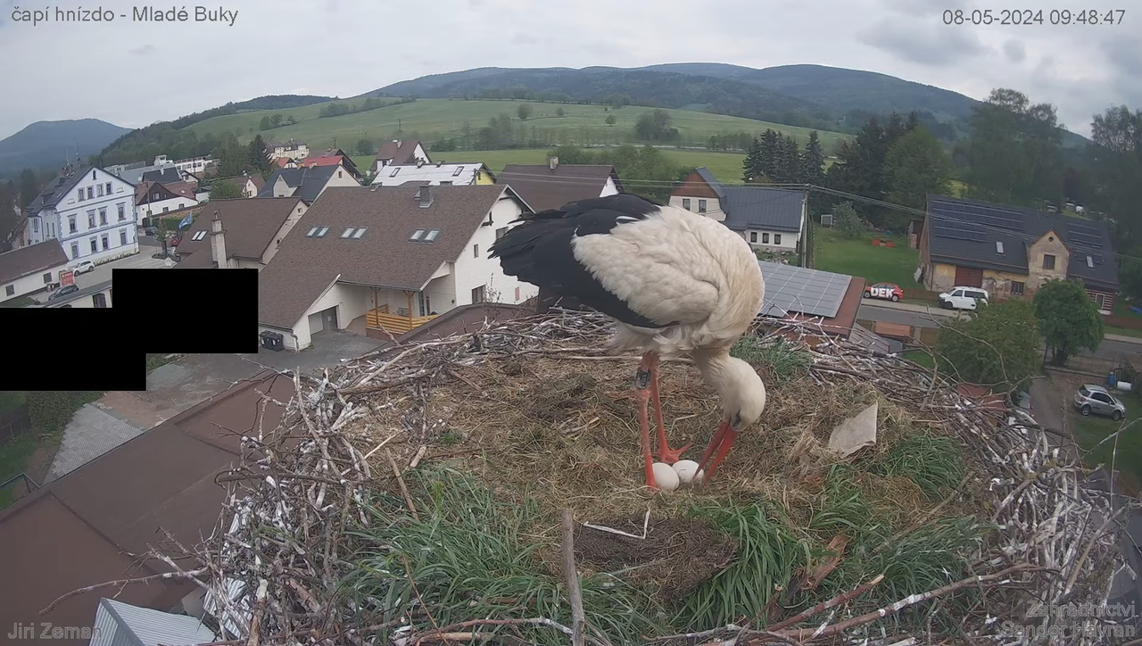 Tiešraides kamera — Mladé Buky — stārķa ligzda 14-24-21 screenshot